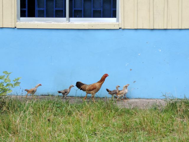 Mama Huhn mit ihren Kleinen.